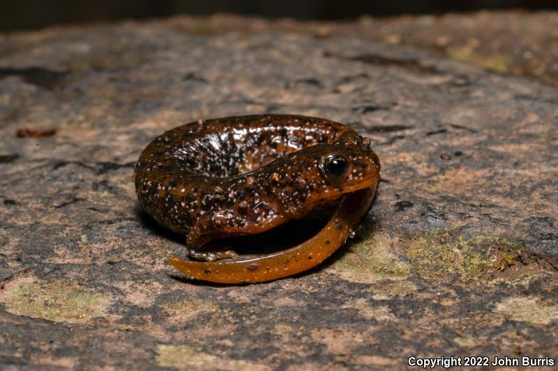 Cascade Torrent Salamander (Rhyacotriton cascadae)