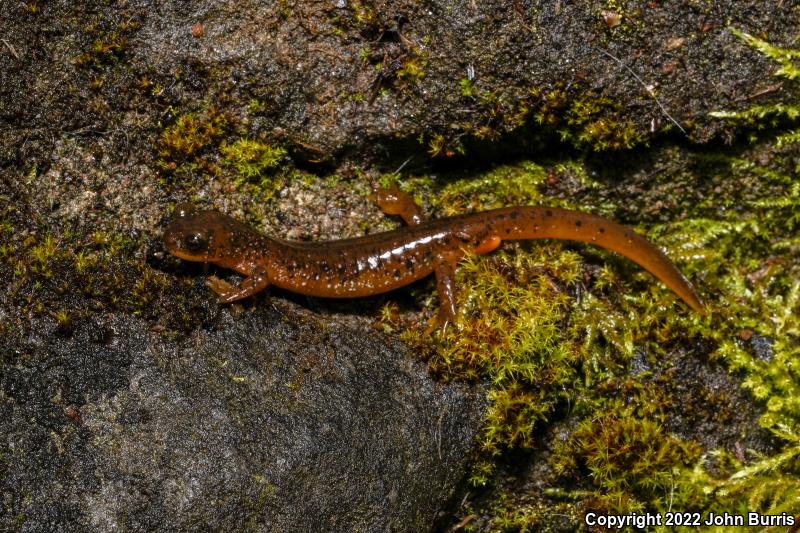 Cascade Torrent Salamander (Rhyacotriton cascadae)