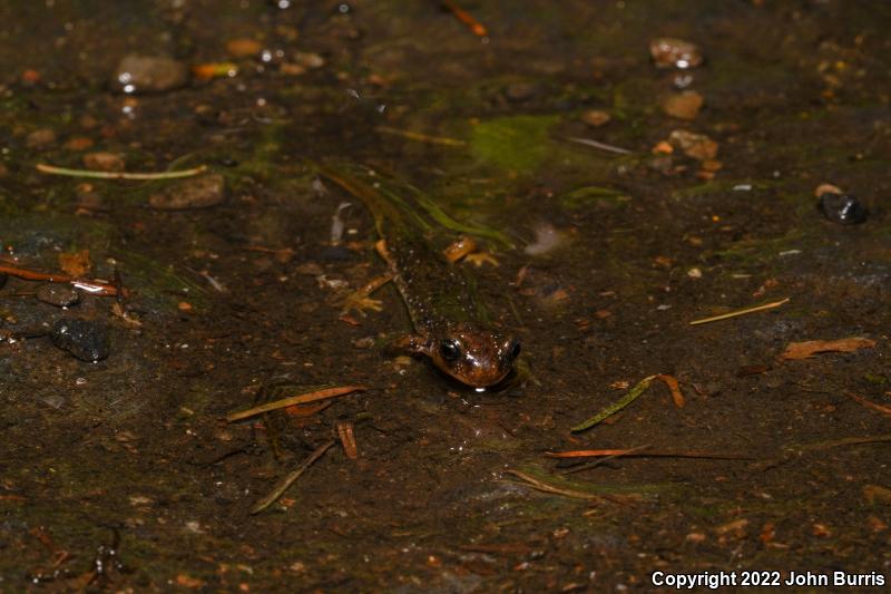 Cascade Torrent Salamander (Rhyacotriton cascadae)