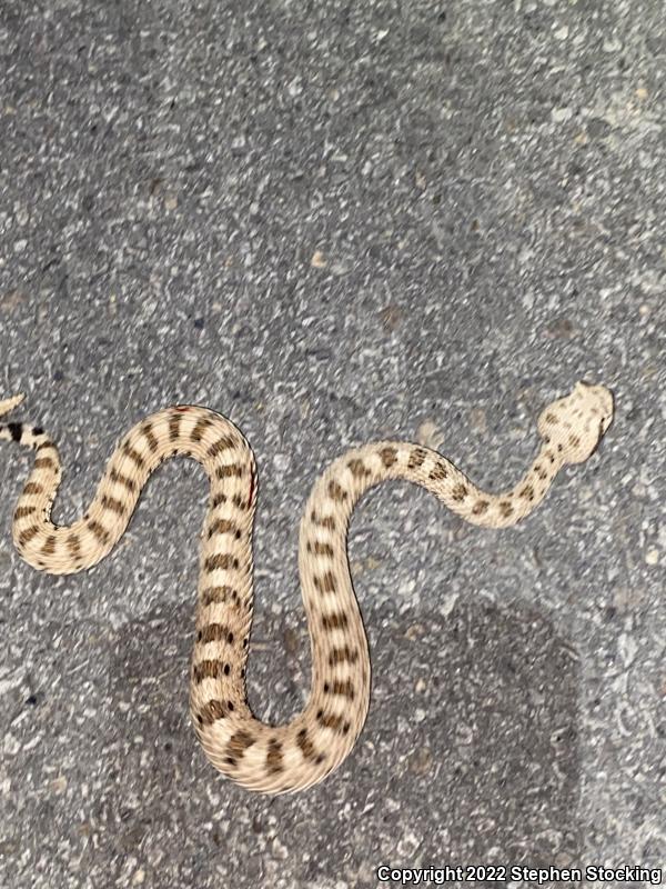 Mojave Desert Sidewinder (Crotalus cerastes cerastes)