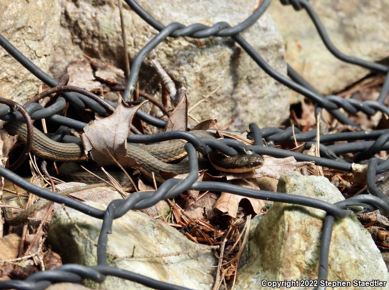 Queensnake (Regina septemvittata)