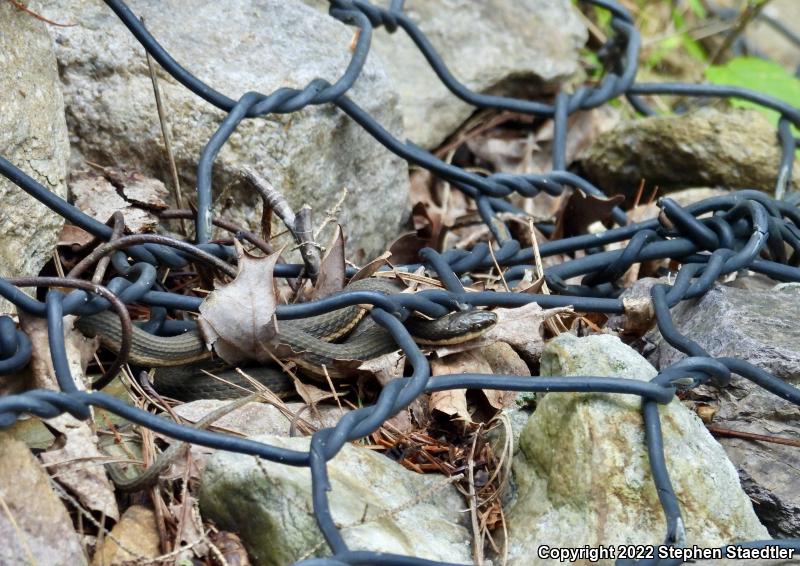 Queensnake (Regina septemvittata)