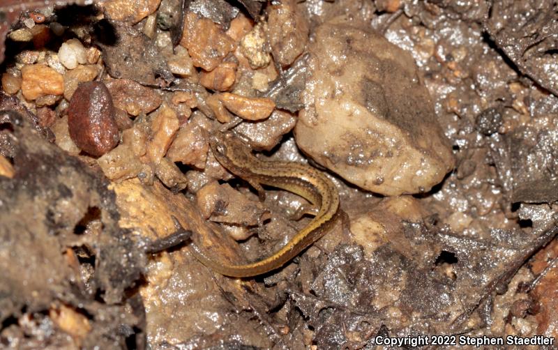 Southern Two-lined Salamander (Eurycea cirrigera)