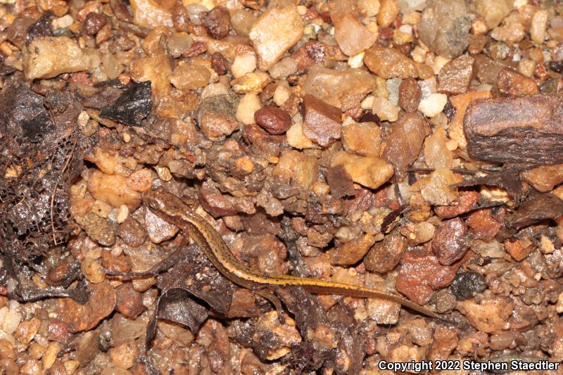 Southern Two-lined Salamander (Eurycea cirrigera)