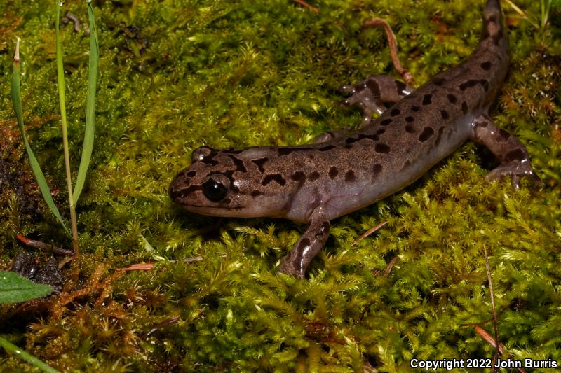 Coastal Giant Salamander (Dicamptodon tenebrosus)