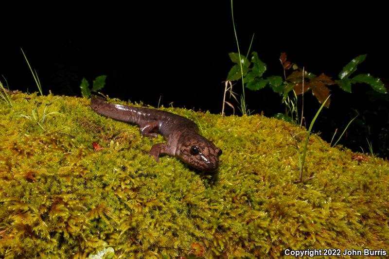 Coastal Giant Salamander (Dicamptodon tenebrosus)