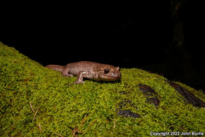 Coastal Giant Salamander (Dicamptodon tenebrosus)