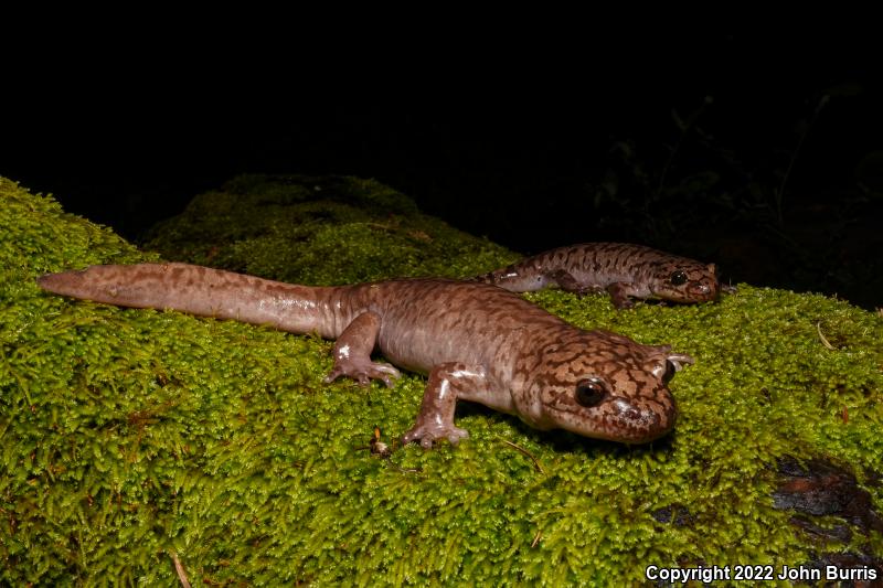 Coastal Giant Salamander (Dicamptodon tenebrosus)