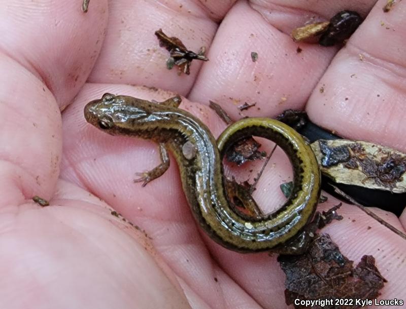 Northern Two-lined Salamander (Eurycea bislineata)