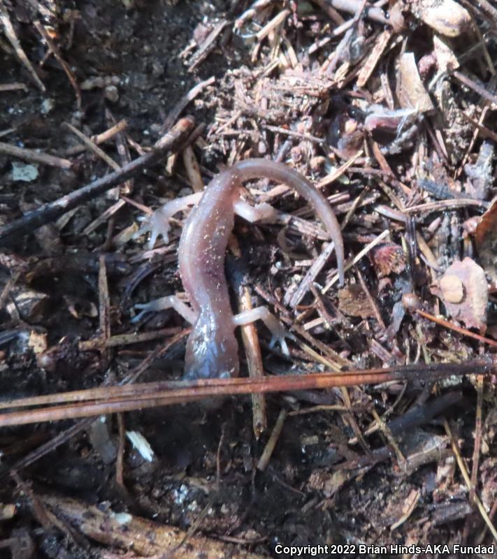 Monterey Ensatina (Ensatina eschscholtzii eschscholtzii)