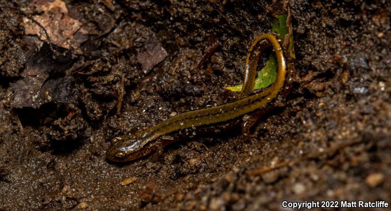 Northern Two-lined Salamander (Eurycea bislineata)