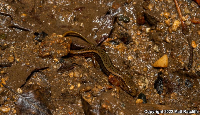 Northern Two-lined Salamander (Eurycea bislineata)