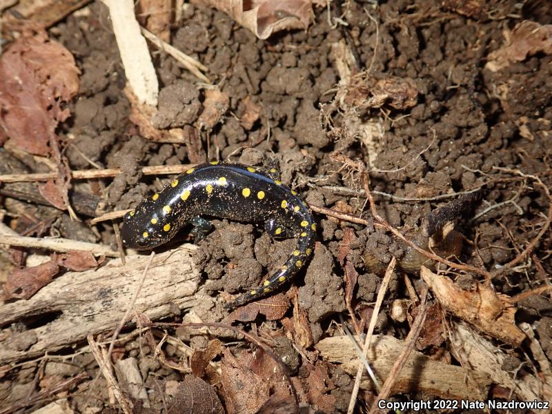 Spotted Salamander (Ambystoma maculatum)