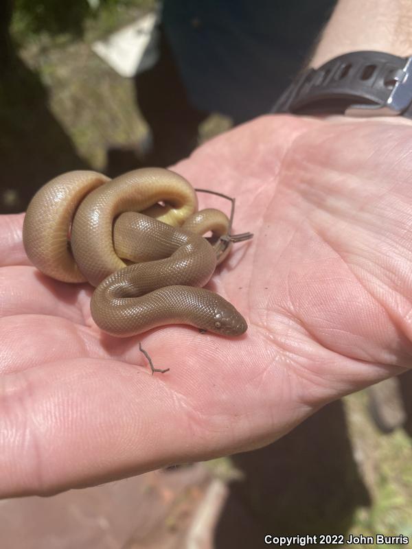 Northern Rubber Boa (Charina bottae)