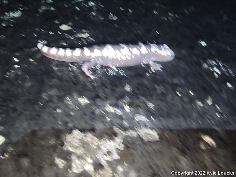 Marbled Salamander (Ambystoma opacum)