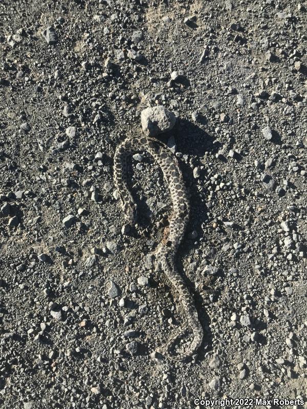 Gopher Snake (Pituophis catenifer)