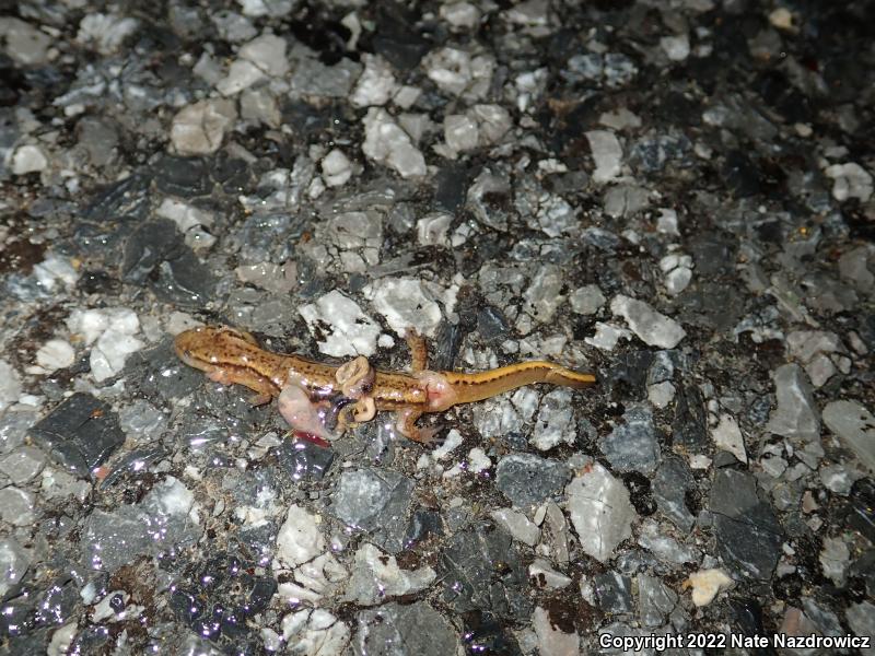 Northern Two-lined Salamander (Eurycea bislineata)