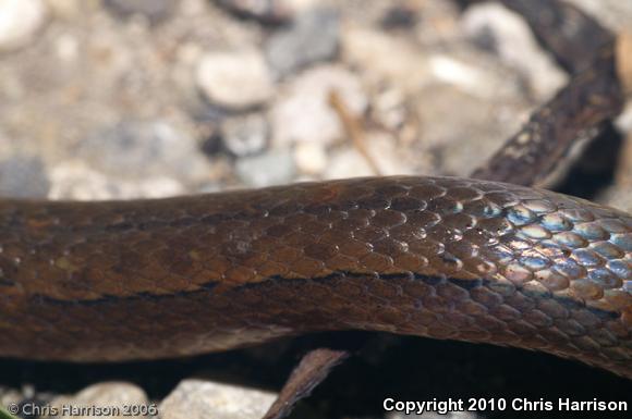 Smith's Two-spotted Snake (Coniophanes bipunctatus biseriatus)