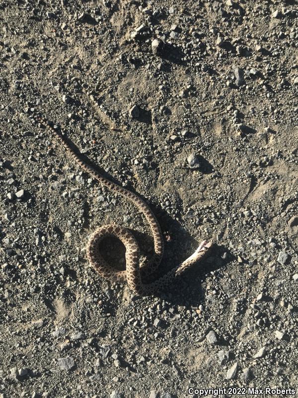 Gopher Snake (Pituophis catenifer)