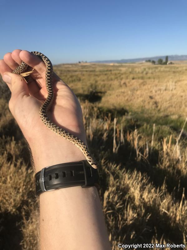 Gopher Snake (Pituophis catenifer)
