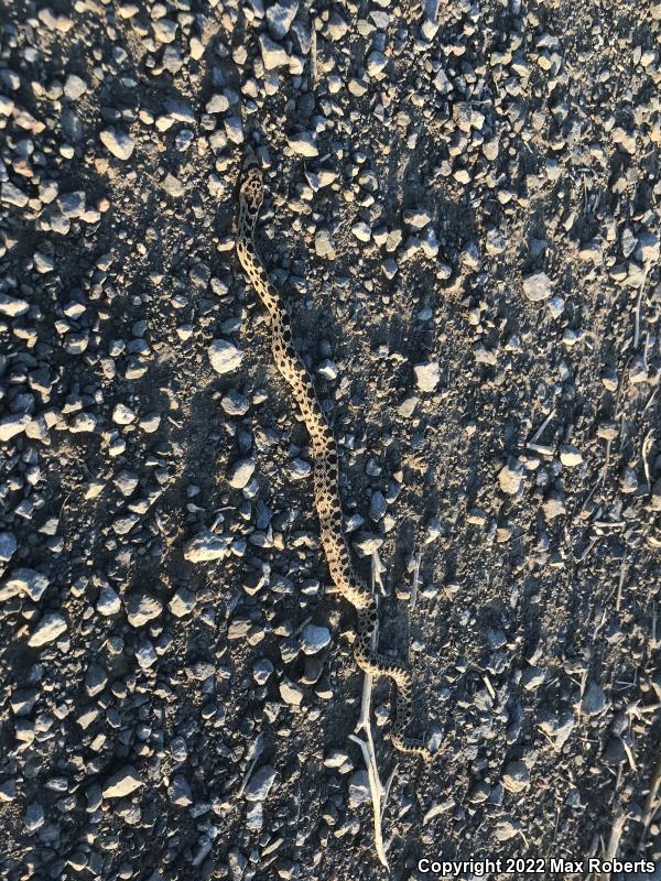 Gopher Snake (Pituophis catenifer)