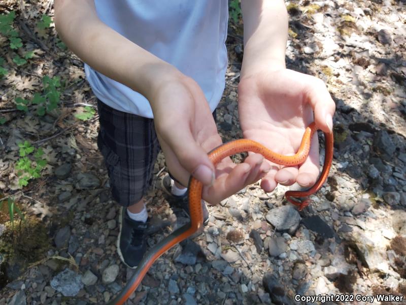 Coral-bellied Ring-necked Snake (Diadophis punctatus pulchellus)