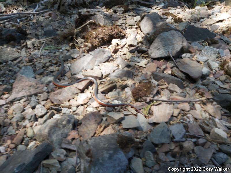 Coral-bellied Ring-necked Snake (Diadophis punctatus pulchellus)