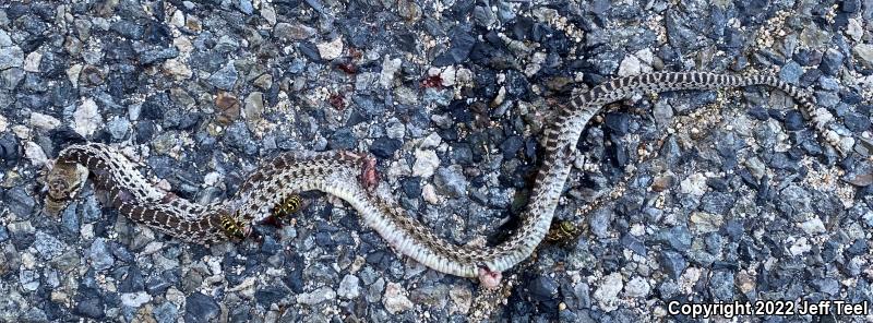 San Diego Gopher Snake (Pituophis catenifer annectens)