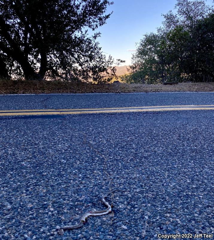 San Diego Gopher Snake (Pituophis catenifer annectens)