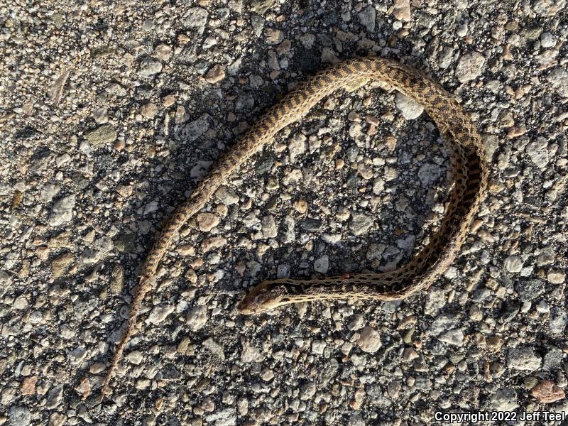 San Diego Gopher Snake (Pituophis catenifer annectens)