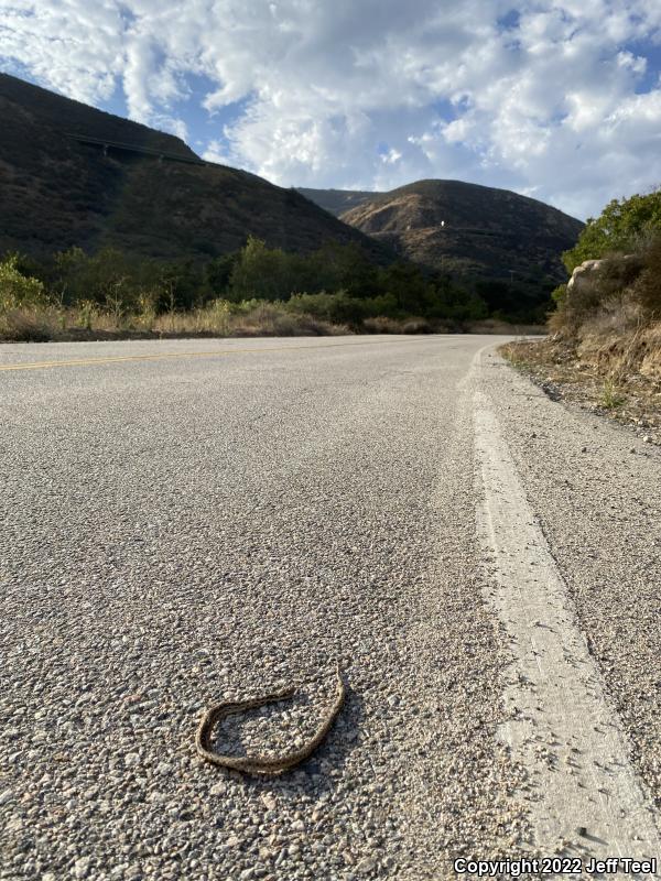 San Diego Gopher Snake (Pituophis catenifer annectens)