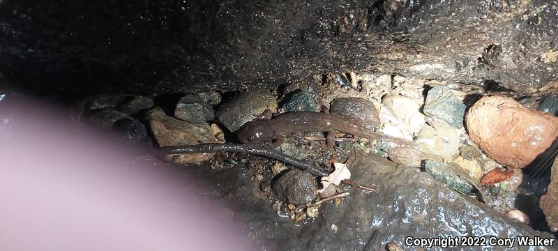 Coastal Giant Salamander (Dicamptodon tenebrosus)