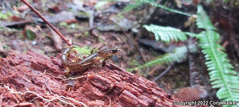 Painted Ensatina (Ensatina eschscholtzii picta)