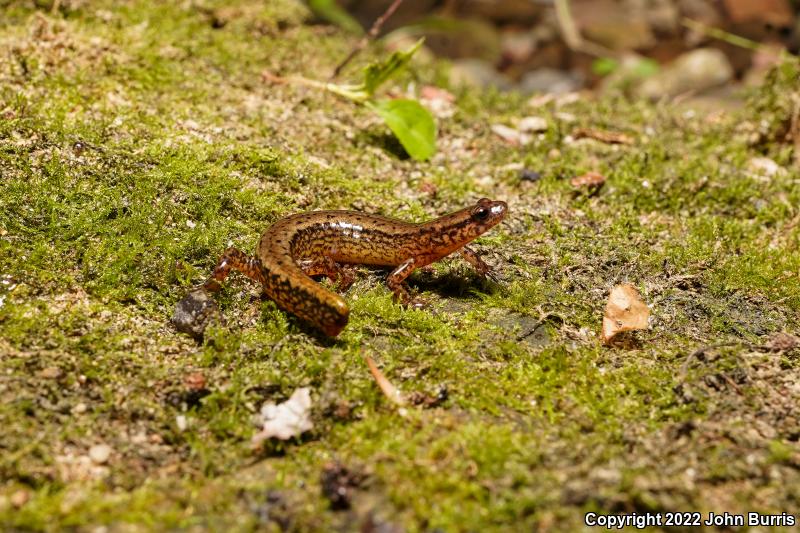 Dark-sided Salamander (Eurycea aquatica)