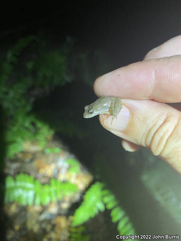 Coastal Plain Cricket Frog (Acris gryllus gryllus)