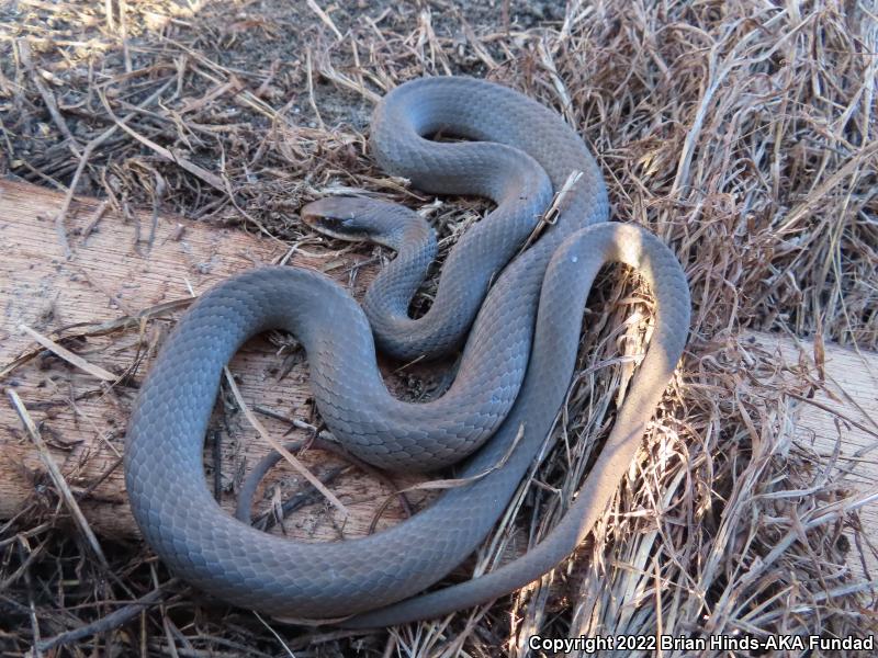 North American Racer (Coluber constrictor)