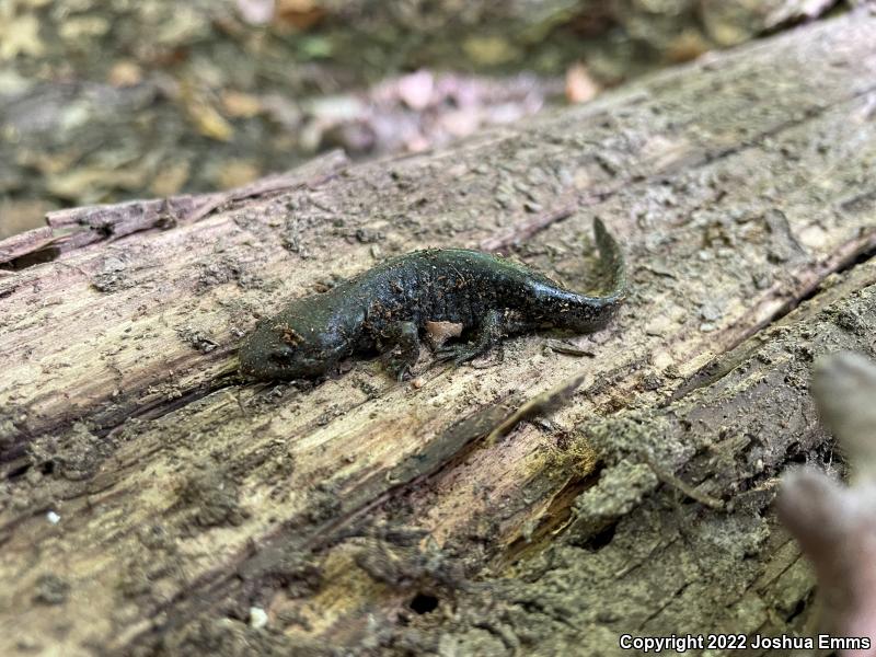 Mole Salamander (Ambystoma talpoideum)