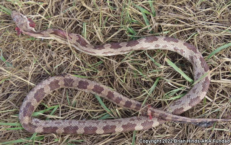 Gray Ratsnake (Pantherophis obsoletus spiloides)