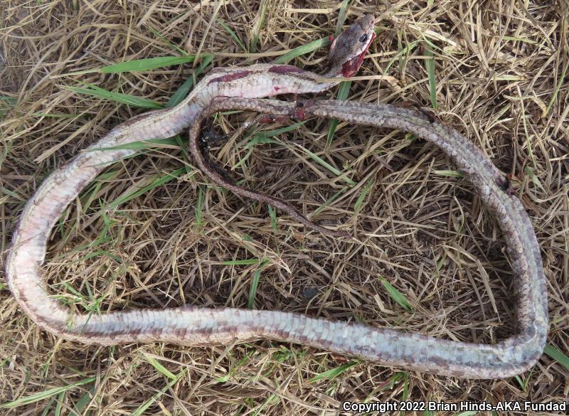 Gray Ratsnake (Pantherophis obsoletus spiloides)