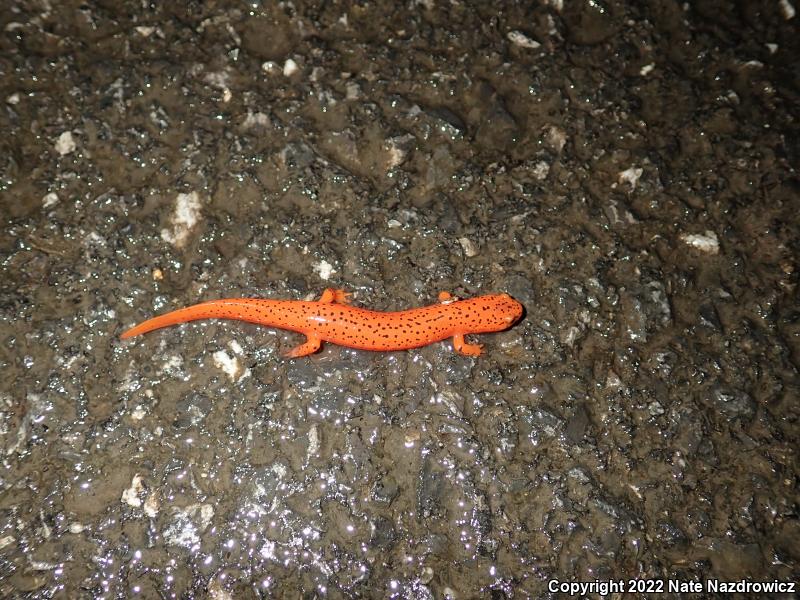 Northern Red Salamander (Pseudotriton ruber ruber)