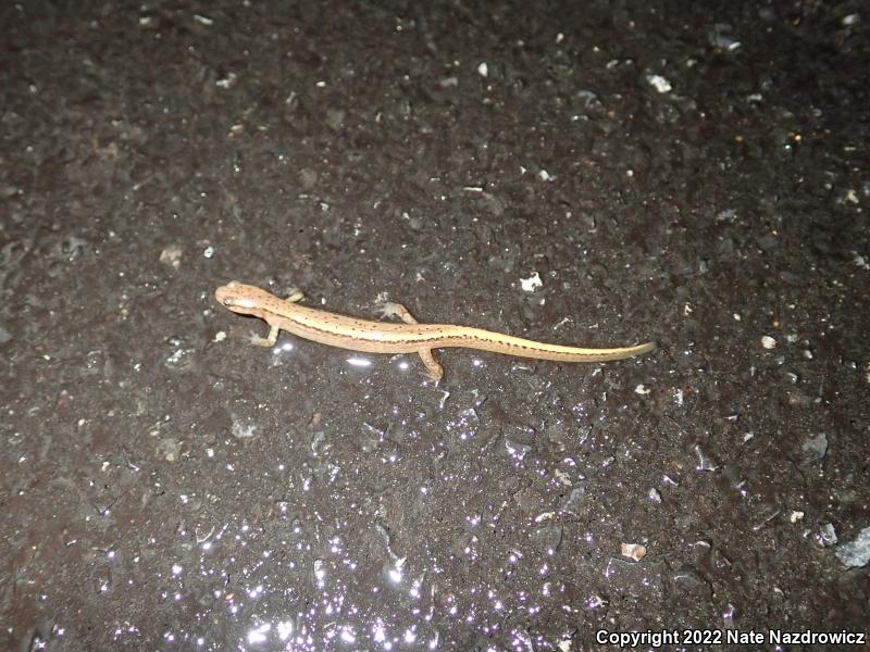 Northern Two-lined Salamander (Eurycea bislineata)