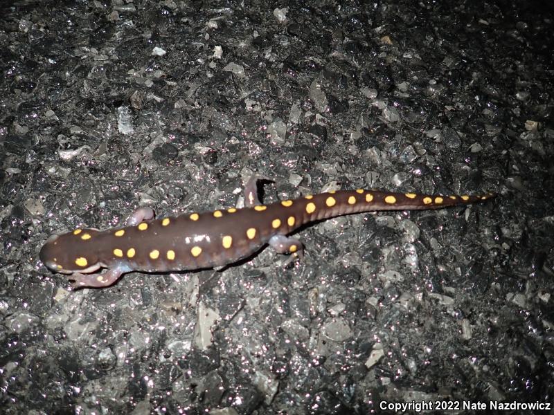 Spotted Salamander (Ambystoma maculatum)