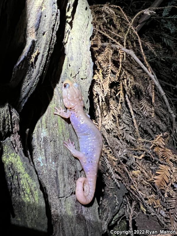 Arboreal Salamander (Aneides lugubris)