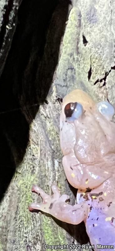 Arboreal Salamander (Aneides lugubris)