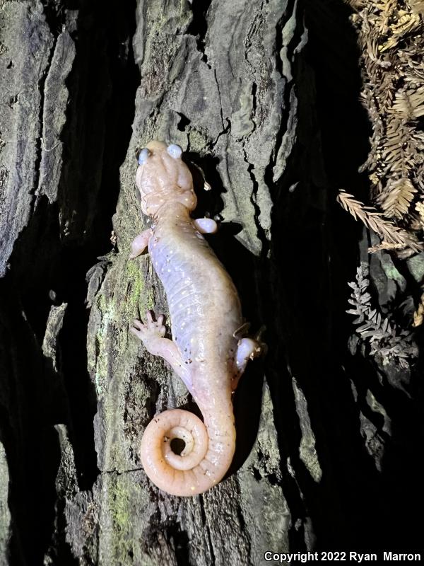 Arboreal Salamander (Aneides lugubris)