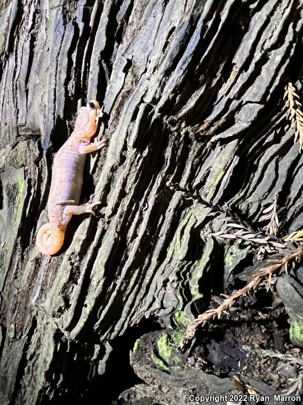 Arboreal Salamander (Aneides lugubris)