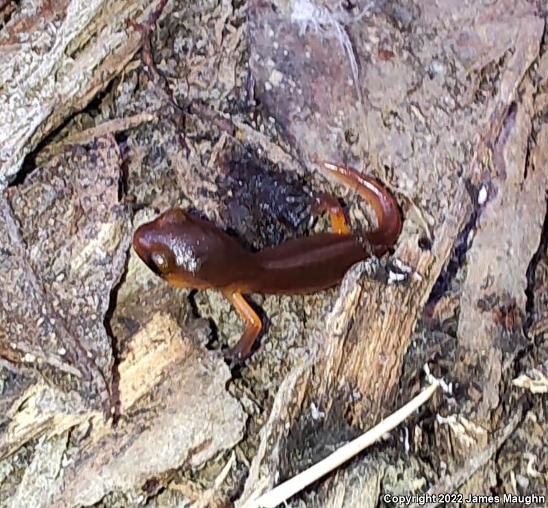 Monterey Ensatina (Ensatina eschscholtzii eschscholtzii)