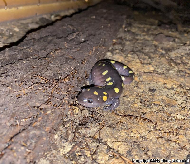 Spotted Salamander (Ambystoma maculatum)