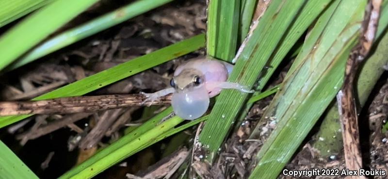 Little Grass Frog (Pseudacris ocularis)