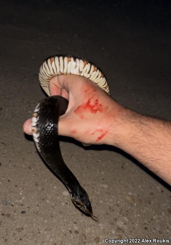 Florida Watersnake (Nerodia fasciata pictiventris)